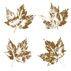 Natural leaves imprint, Grunge style, Vector, Isolated, Decorative elements for design