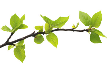 Delicate new leaves emerge on a dark branch, signaling the arrival of spring