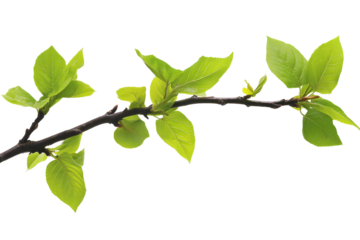 Delicate new leaves emerge on a dark branch, signaling the arrival of spring