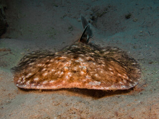 Marbled torpedo ray from Aqaba, Jordan