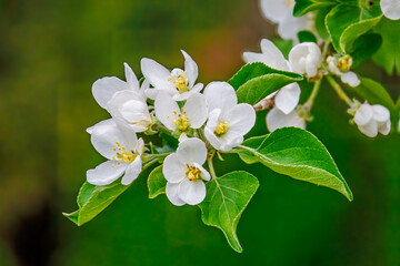 White apple tree blossoms