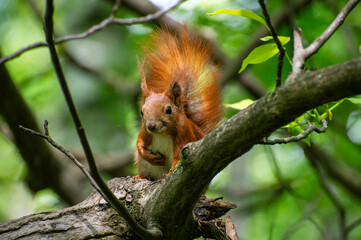 red squirrel sitting on a tree branch and watching