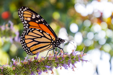 monarch butterfly on a flower