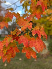 Sugar maple in autumn in New England