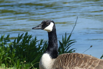 Oie noire, Bernache du Canada (Branta canadensis) est une espèce de grands oiseaux de la famille des anatidés