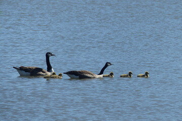 Oie noire, Bernache du Canada (Branta canadensis) est une esp&egrave;ce de grands oiseaux de la famille des anatid&eacute;s