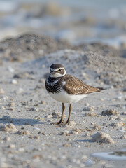 USA, Florida, Sarasota. Crescent Beach, Siesta Key, Ruddy Turnstone
