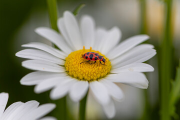 Fototapeta premium orange and black beetle on daisy flower