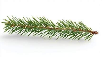 Elegant green pine branch features a fresh and natural look.