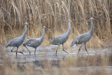 four sandhill cranes walking in a row