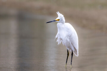 snowy egret on a windy day