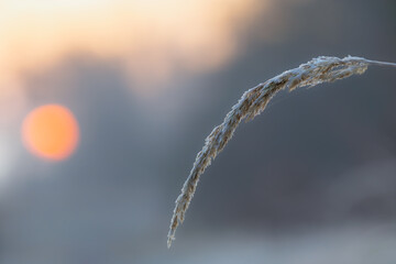 icicles on a branch