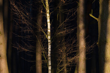 tree in the forest