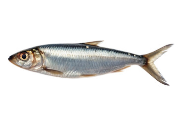 Obraz premium A single silver fish with a forked tail is isolated against a black background in a studio shot on transparent background