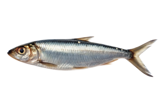 A single silver fish with a forked tail is isolated against a black background in a studio shot on transparent background