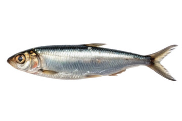 Obraz premium A single whole silver fish with a visible eye and fins on a black background in a studio shot view on transparent background