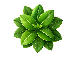 Glossy Green Leaves with Dewy Texture on White Background