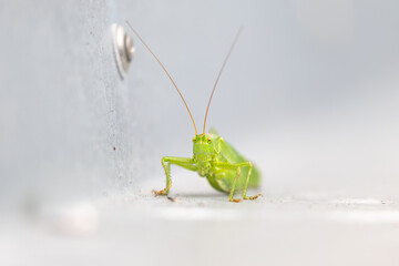green grasshopper