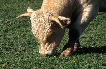 Vache, Taureau race Charolais