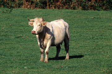 Vache, race Charolaise