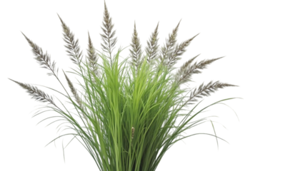 Vibrant Green Ornamental Grass with Delicate Seed Heads  High-Resolution Image