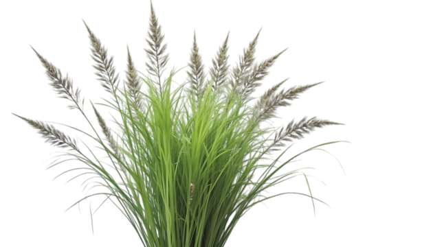 Vibrant Green Ornamental Grass with Delicate Seed Heads  High-Resolution Image