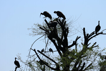 Silhouettes of Giant Ibises on Tree Branches at Sunset, Udaipur, Rajasthan, India