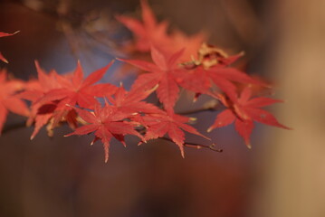 秋の紅葉