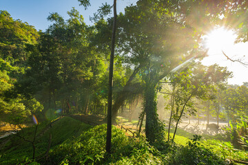 Golden sunlight streams through a dense forest canopy, casting dramatic rays over a misty trail. The tranquil scene captures the serene beauty of nature illuminated by warm light.
