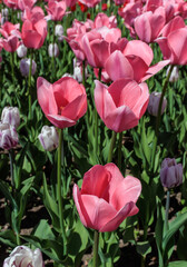A bunch of pink tulips outiside on a bright sunny day.