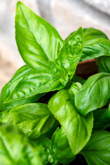 Basilico fresco biologico coltivato in vaso 