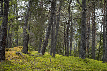 Waldszene in den Alpen