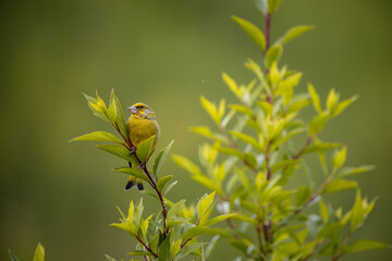 Gr&uuml;nfink auf Forsythie