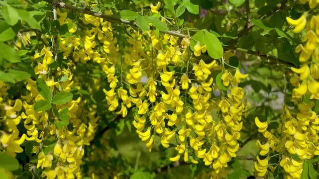 a yellow  flowers of laburnum anagyroides in the park