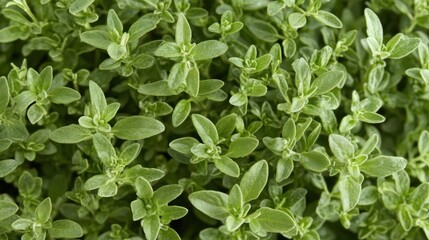 Close-up of a group of small, green leaves. the leaves are arranged in a cluster and appear to be fresh and healthy. they have a serrated edge and are a vibrant green color.