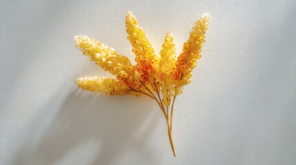 The abstract of beautiful yellow corn