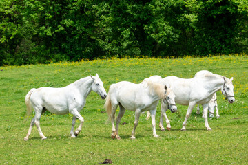 Obraz premium Herd of Lipizzaner horses in action