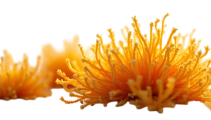 Vibrant Golden Flower Cluster Close-Up Macro Photography