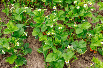 blooming strawberry flowers in the garden in spring