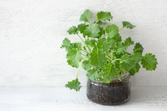 Close-up of a mini kale plant growing in a glass jar filled with soil against a textured white background, concepts of home gardening, organic produce, and healthy eating