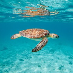 Fototapeta premium A majestic sea turtle glides effortlessly through the calm, blue ocean, a peaceful sight.