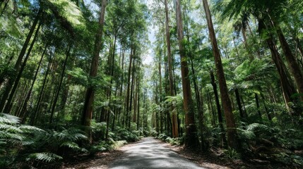 A narrow path winds through lush fern undergrowth as dappled sunlight filters through towering tree ferns in an Australian forest