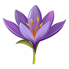 Vibrant Purple Crocus Flower Isolated on White Background