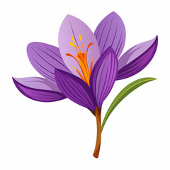 Vibrant Purple Crocus Flower Isolated on White Background