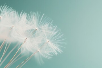 Naklejka premium Dandelion background seeds soft.