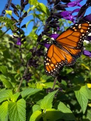 Close up of an orange monarch butterfly view green background