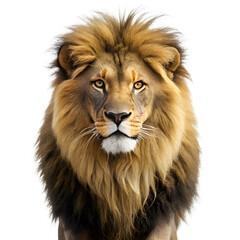 A majestic lion with a full mane stands confidently against a white background
