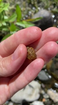 Lymnaea stagnalis, better known as the great pond snail, bladder snails, family of air breathing freshwater snails, aquatic pulmonate gastropod molluscs