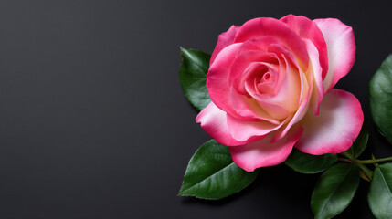 An elegant pink and white rose with vibrant green leaves rests gracefully against a sleek dark gray background, creating a striking contrast of color and texture.