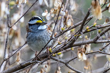 White-throated Sparrow Among Maple Samaras
